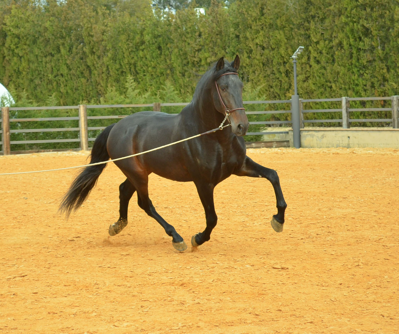 Listado de Caballos en Venta